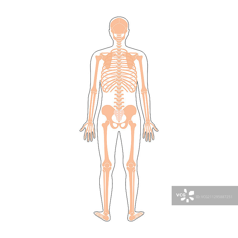 人体骨骼解剖学图片素材