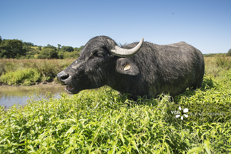 英国威尔士Cilgerran自然保护区的亚洲水牛图片素材