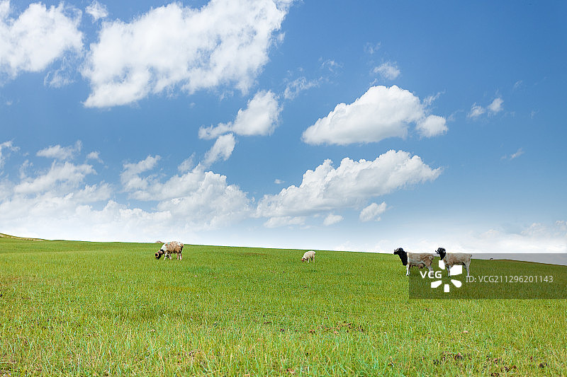 夏季中国新疆巴音布鲁克草原上的黑头羊图片素材