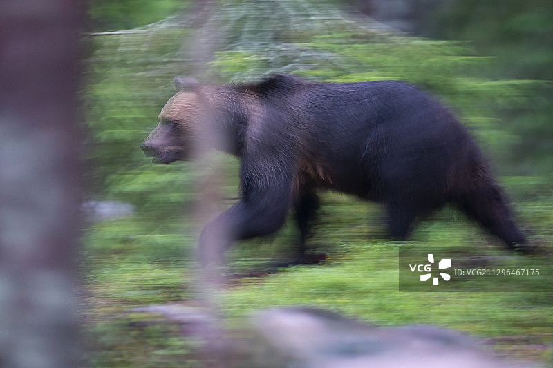 欧亚棕熊，雄性，Järbo，瑞典图片素材