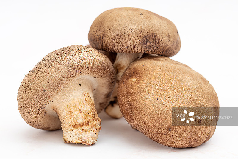新鲜的蘑菇菌类食材图片素材