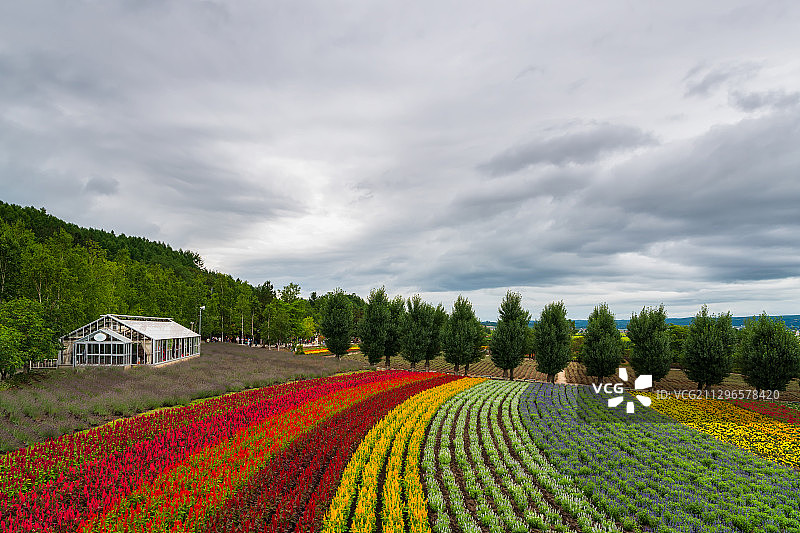 日本北海道富良野彩色花田与房屋户外风光图片素材
