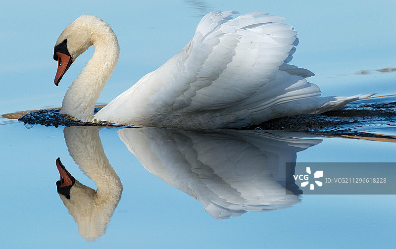 比利时Zonhoven湖上天鹅的特写图片素材