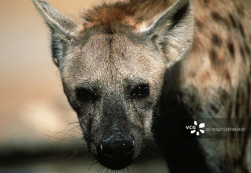 斑点鬣狗图片素材