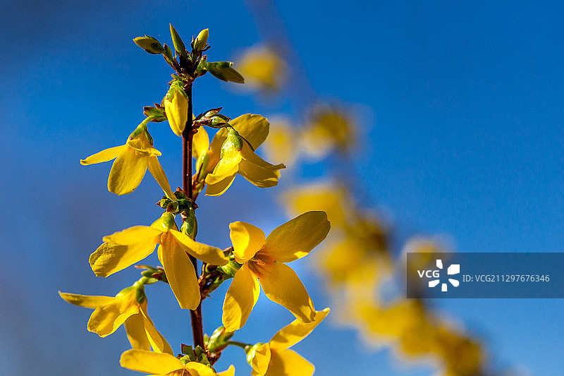 低角度的黄色开花植物对蓝天，下德多拉，德国图片素材