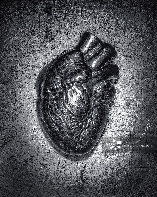 人体心脏的解剖模型图片素材