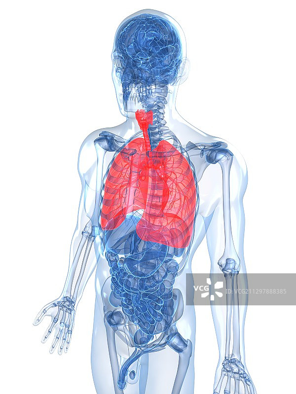 人类的肺,艺术品图片素材