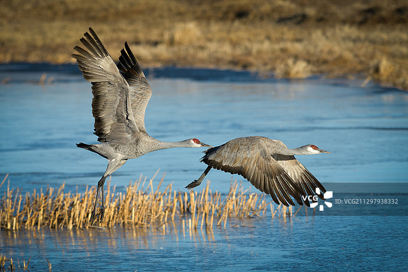 鸟飞过湖的特写，蒙特维斯塔，美国图片素材