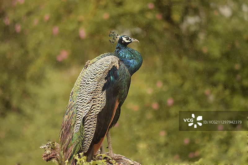 孔雀栖息在树上的特写，马辛尼古迪，印度图片素材