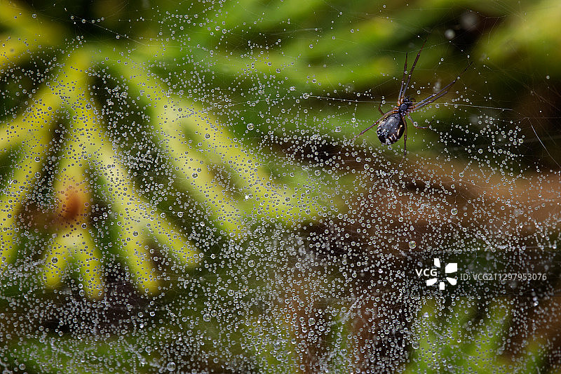 蜘蛛网上的蜘蛛特写，韦伯斯特泉，美国图片素材