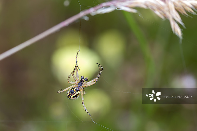 蜘蛛网上的蜘蛛特写，马尔帕达·德·切雷斯，西班牙图片素材