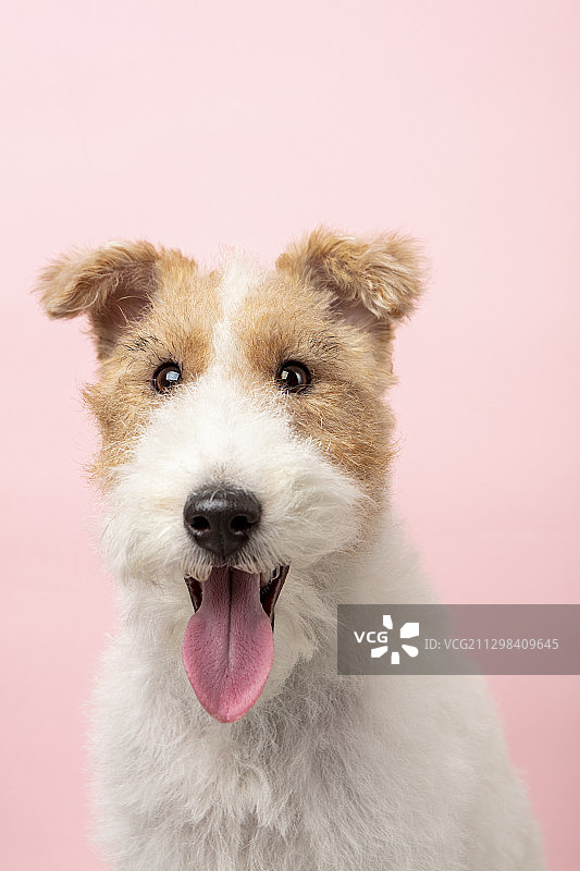 铁丝狐梗小狗伸出舌头在粉红色的背景图片素材