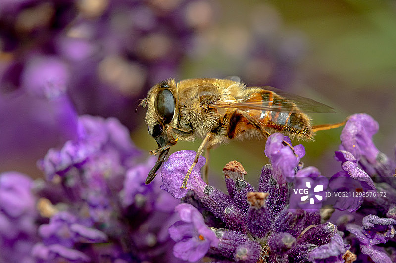 蜜蜂在紫花上授粉的特写，里士满，新西兰图片素材