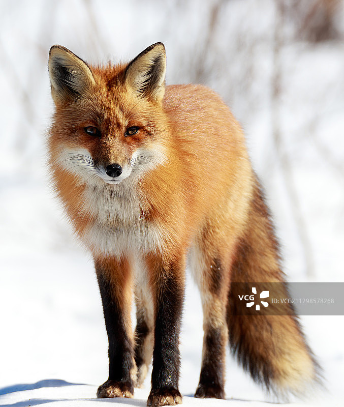 狐狸站在雪地上的肖像，亨茨维尔，加拿大图片素材