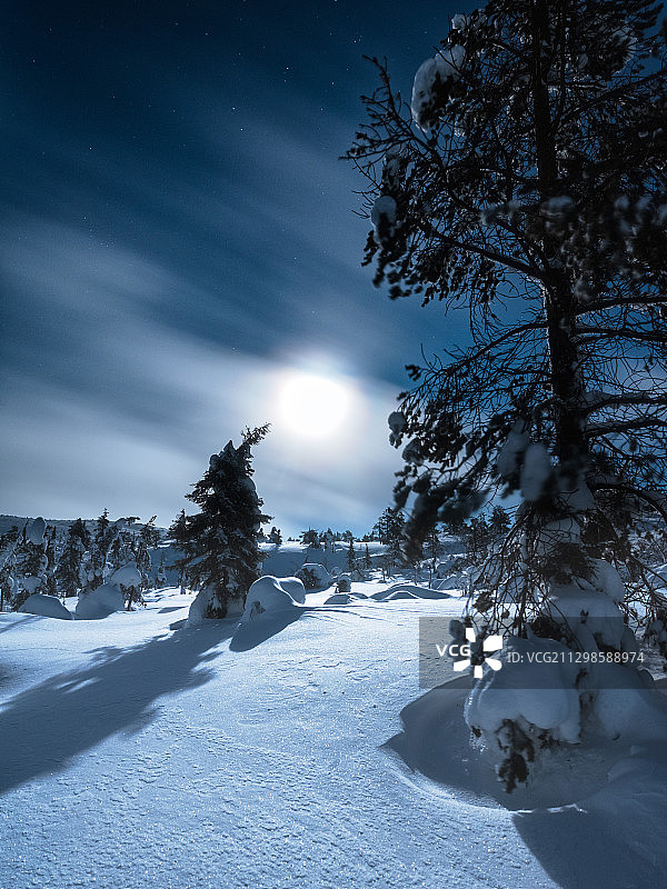 俄罗斯Kandalaksha，白雪覆盖的田野上的树木图片素材