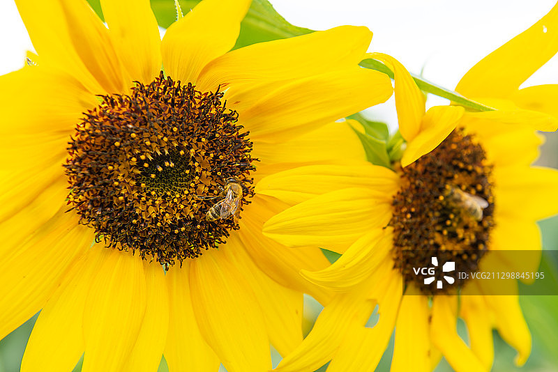 两只在向日葵花上采蜜的蜜蜂图片素材