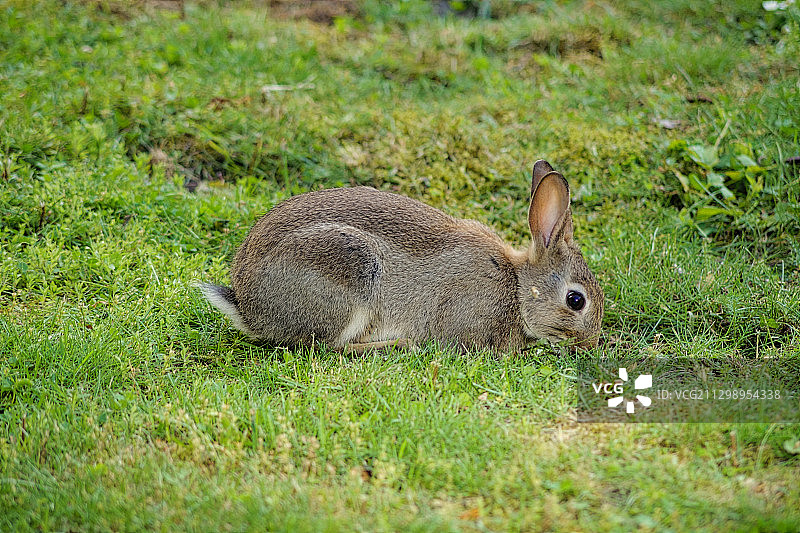德国米特野外兔子的侧视图图片素材