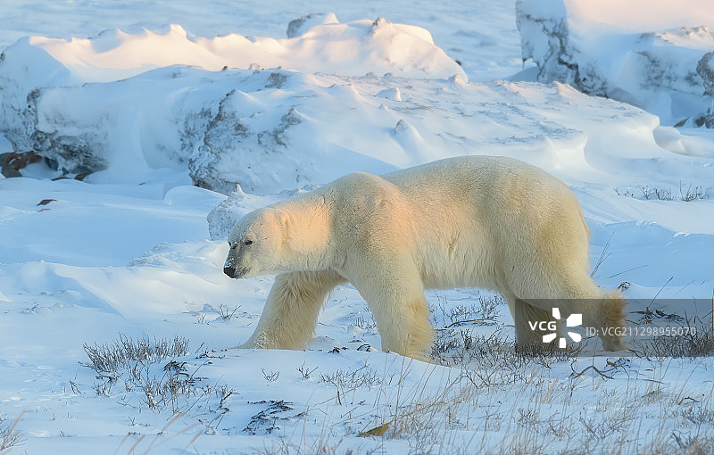 一只北极熊走过一座冰冻的红色冰山，加拿大汤普森图片素材