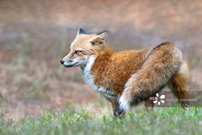侧面的狐狸站在陆地上，斯巴达，美国图片素材