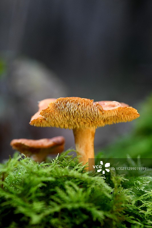 田间蘑菇生长特写，Lembras，法国图片素材