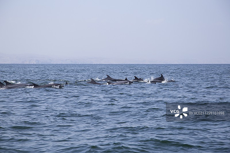 两只海豚在海里游泳图片素材