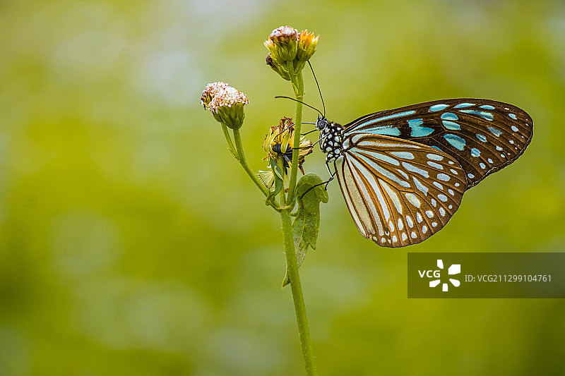 蝴蝶在花上授粉的特写，泰国苏拉塔尼图片素材