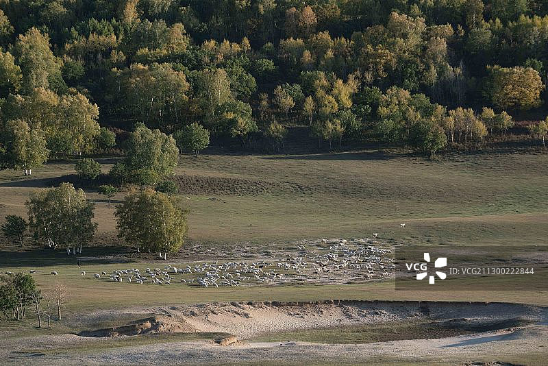 秋季内蒙古乌兰布统草原东沟日落羊群风光图片素材