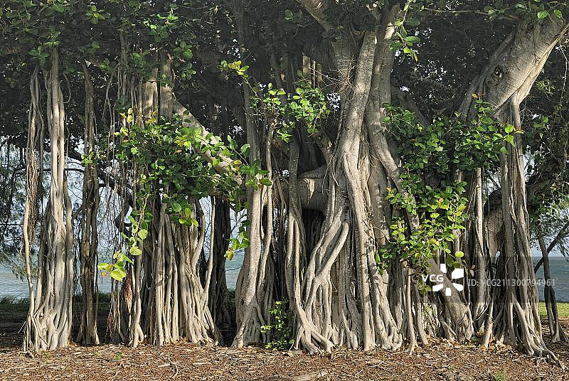 榕树(Ficus benghalensis)气根，杰弗里湾，阿卡迪亚，磁岛，昆士兰，澳大利亚，大洋洲图片素材