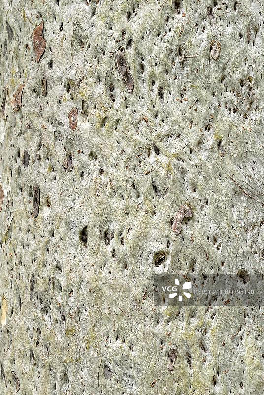 树皮，桉树(桉树属)磁岛，昆士兰，澳大利亚，大洋洲图片素材