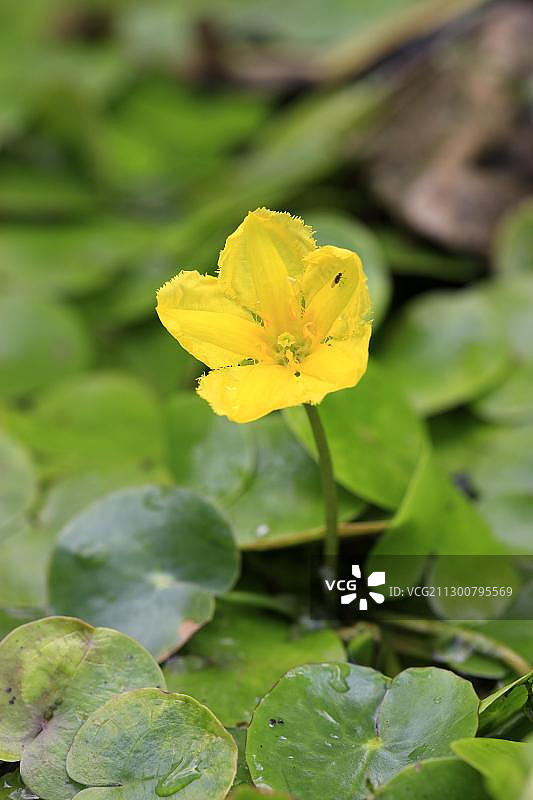 流花睡莲，黄色浮动心，水条纹(Nymphoides peltata)，花在花园池塘图片素材