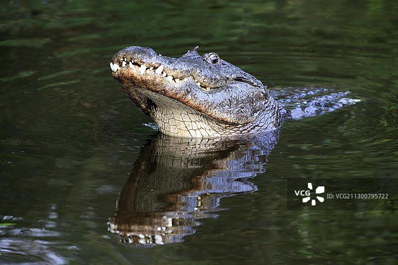 美洲短吻鳄(密西西比短吻鳄)，雄性，求偶期，水中，肖像，美国，佛罗里达，北美洲图片素材