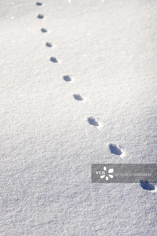 雪地上的足迹图片素材