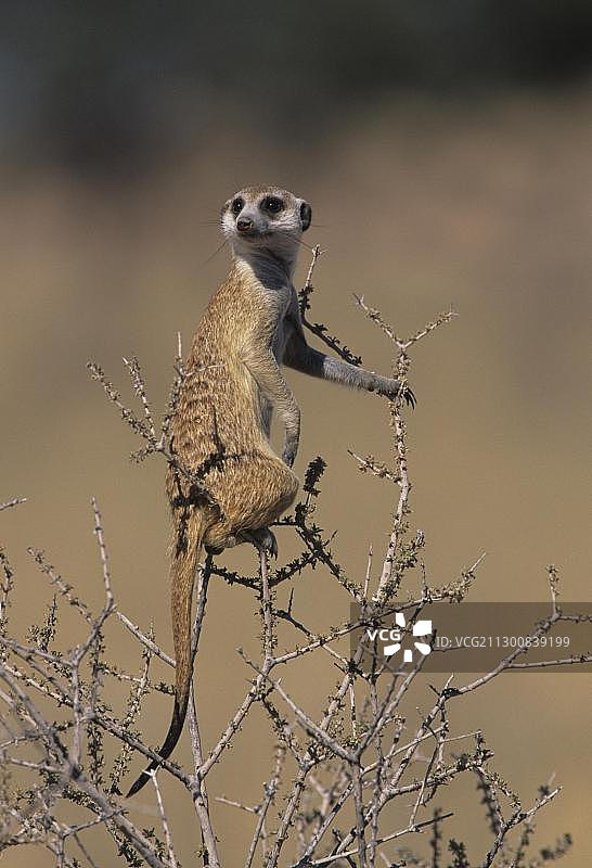 猫鼬(Suricata suricatta)，站岗，卡拉哈里Kgalagadi越境公园，卡拉哈里，南非，非洲图片素材