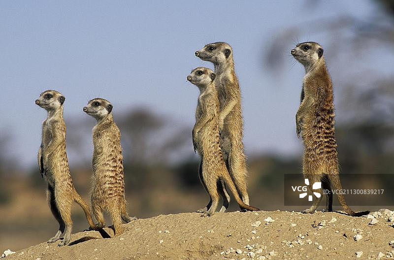 猫鼬(Suricata suricatta)，守卫，卡拉哈里Kgalagadi越境公园，卡拉哈里，南非，非洲图片素材