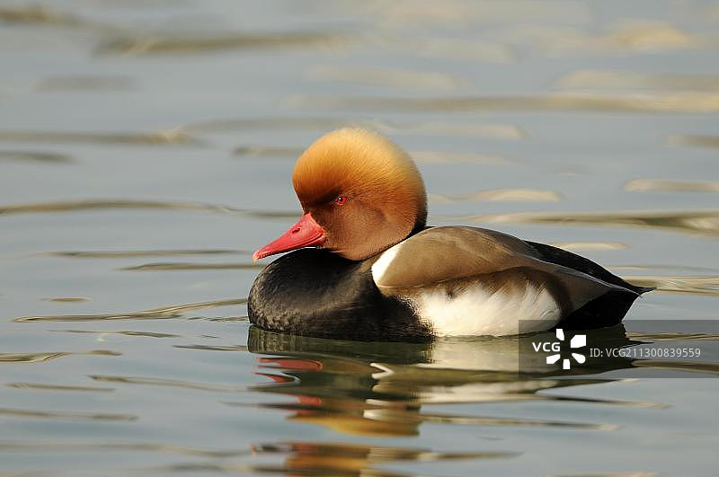 红冠潜鸭，雄性，羽毛繁殖期图片素材