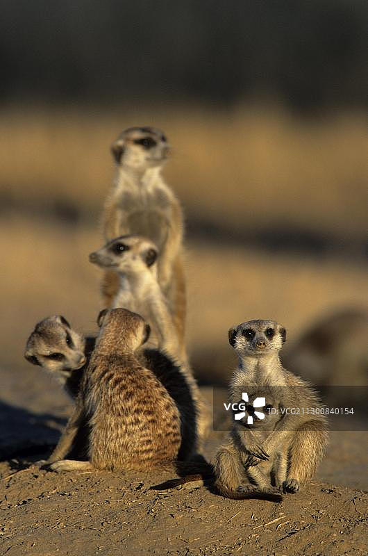 猫鼬(Suricata suricatta)，组，Kgalagadi越境公园，卡拉哈里，南非，非洲图片素材