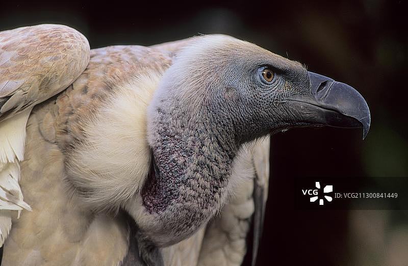 秃鹫，濒危物种，夸祖鲁-纳塔尔省，南非，非洲图片素材