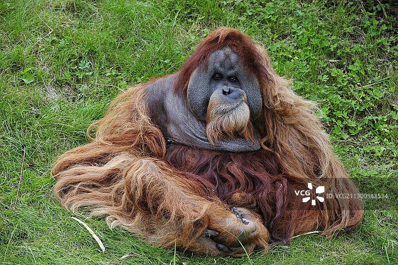 猩猩(Pongo)，雄性坐在草地上，圈养图片素材