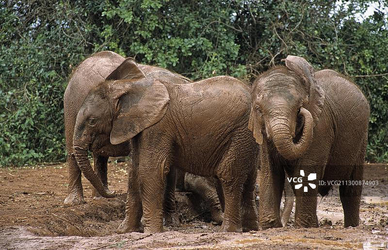 年轻的大象(Loxodonta africana)， Sheldrick的大象孤儿院，大象孤儿院，内罗毕狩猎公园，肯尼亚，非洲图片素材