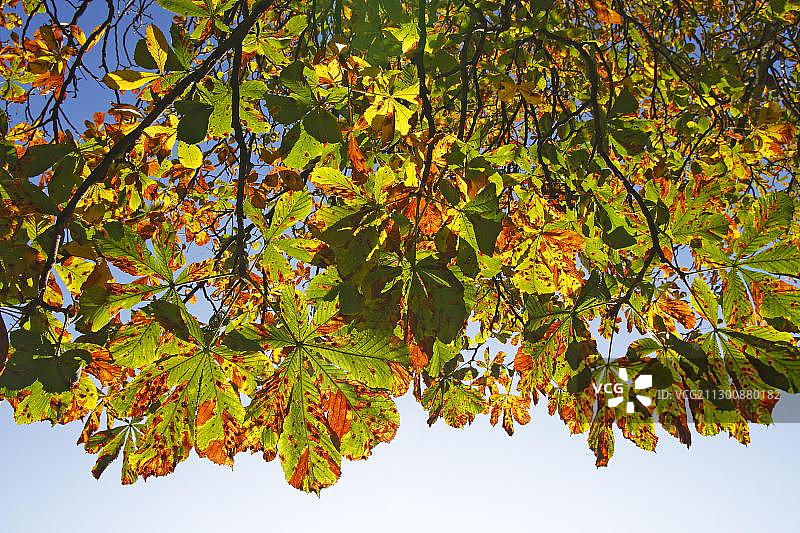常见的七叶树(七叶树)，叶在秋天的颜色，在背光，从下面看图片素材