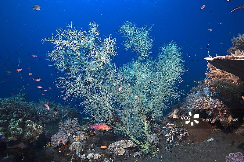 黑珊瑚(Antipathes sp)在黑色海底火山成因，印度尼西亚，东南亚，亚洲图片素材
