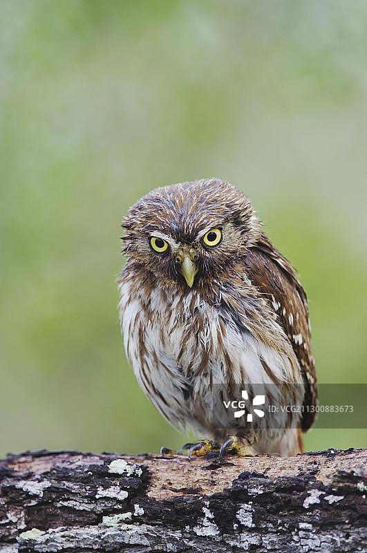 美国德克萨斯州南部格兰德谷威拉西县，雨后栖息的铁质侏儒猫头鹰(巴西蓝毛鸮)图片素材