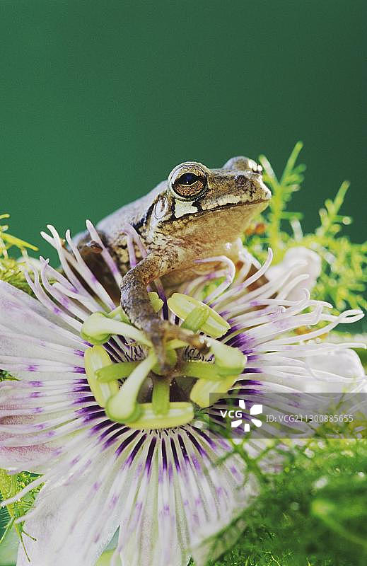 墨西哥树蛙(Smilisca baudinii)，成虫在盛开的西番莲(西番莲)上，喀麦隆县，大山谷，美国德克萨斯州南部，北美洲图片素材
