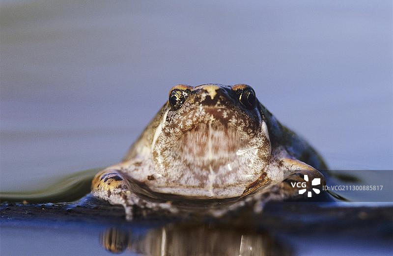 羊蛙(Hypopachus variolosus)，成年游泳，Willacy县，大河谷，德州，美国，北美图片素材