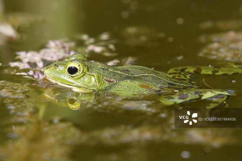 可食蛙(林蛙)图片素材