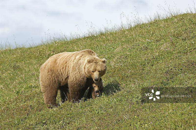 棕熊和幼崽，德纳里国家公园，阿拉斯加，美国，北美图片素材