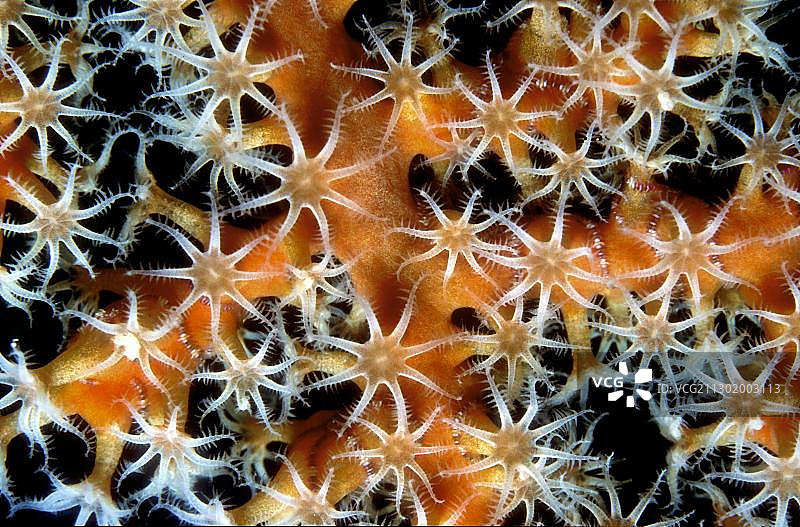 柳珊瑚的息肉图片素材