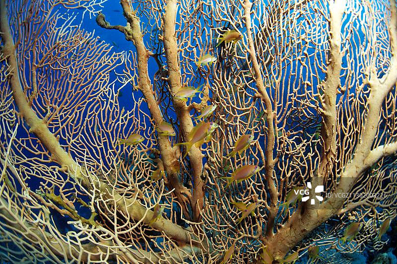 藏在柳珊瑚中的印度火焰basslet (Pseudanthias ignitus)，马尔代夫，亚洲图片素材