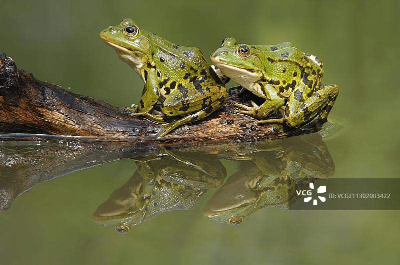 可食蛙(林蛙)与反射图片素材