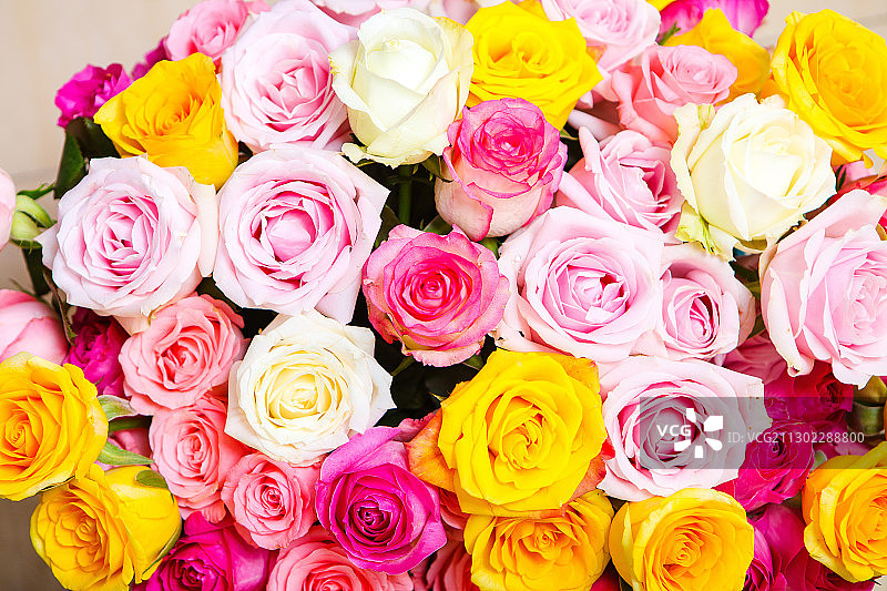五颜六色的玫瑰花特写图片素材